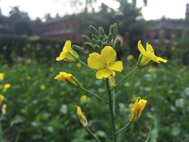 primo R4 camera sample 3