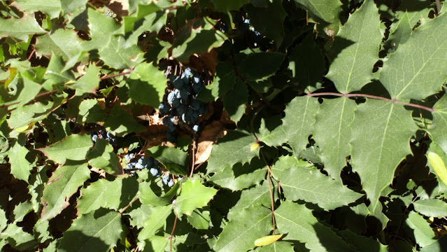 Mahonia o uvas de Oregón (Mahonia aquifolium (Pursh) Nutt.).