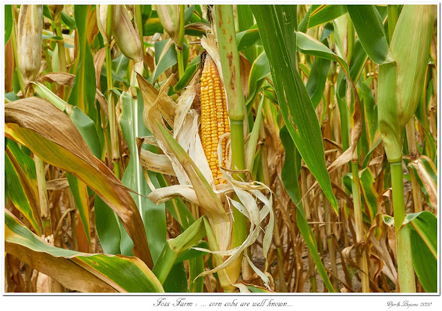 Foss Farm: ... corn cobs are well known...