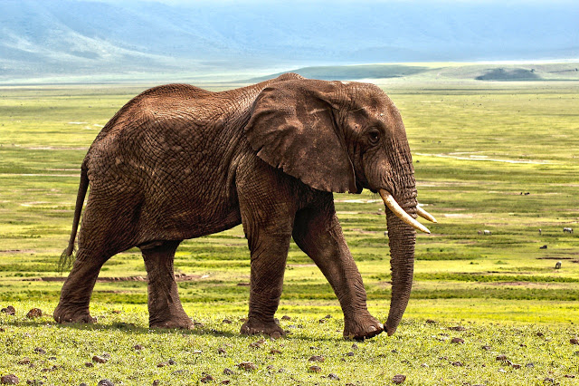 elephant elephant
