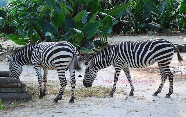 Zebra at Singapore Zoo