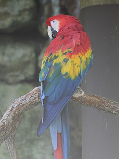 Macaw + Grayscale; Mode Screen; Opacity 50%