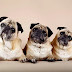 15 Signs You Know Your Pug Loves You