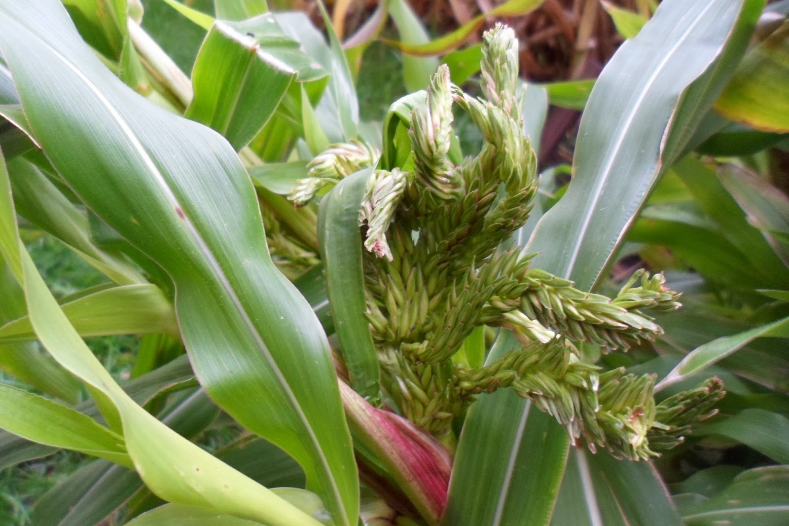 The Perennial Agriculturalist zea diploperennis