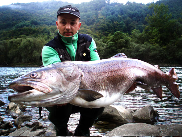 Big Fishes of the World HUCHEN (Hucho hucho)