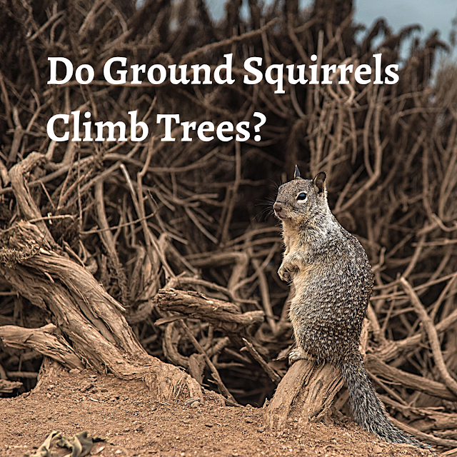 Do Ground Squirrels Climb Trees?