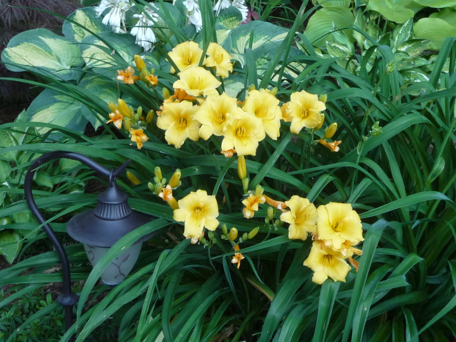 Garden Geeks Big Leaf Hydrangea