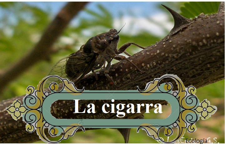 ECOLOGIA