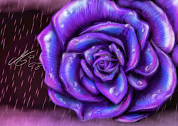 purple rose wallpapers background roses flower backgrounds shades keywords wallpapersafari different