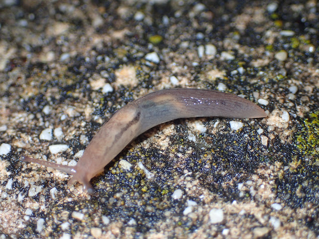 Ambigolimax sp Ambigolimax sp
