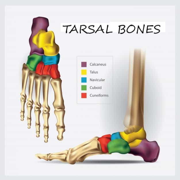 Carpal And Tarsal Bones Mnemonicstricks Mnemonics For Neet Biology