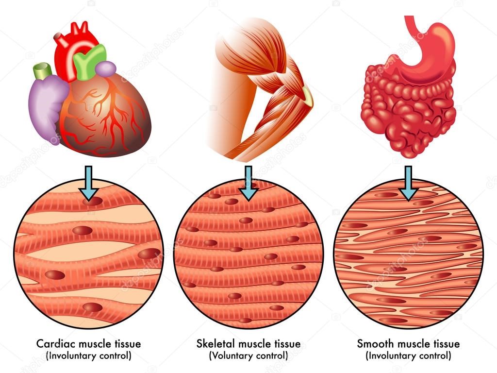 COMPENDIO DE DE BIOFÍSICA 28. SISTEMAS BIOFÍSICOS MECÁNICOS FUERZA Y ENERGÍA, ELASTICIDAD Y COMPENDIO DE DE BIOFÍSICA 28. SISTEMAS BIOFÍSICOS MECÁNICOS FUERZA Y ENERGÍA, ELASTICIDAD Y
