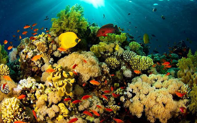 Genesis Nature Blog: Coral Reef Habitats