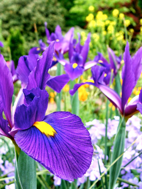 Purple Iris Photograph by ChatterBlossom