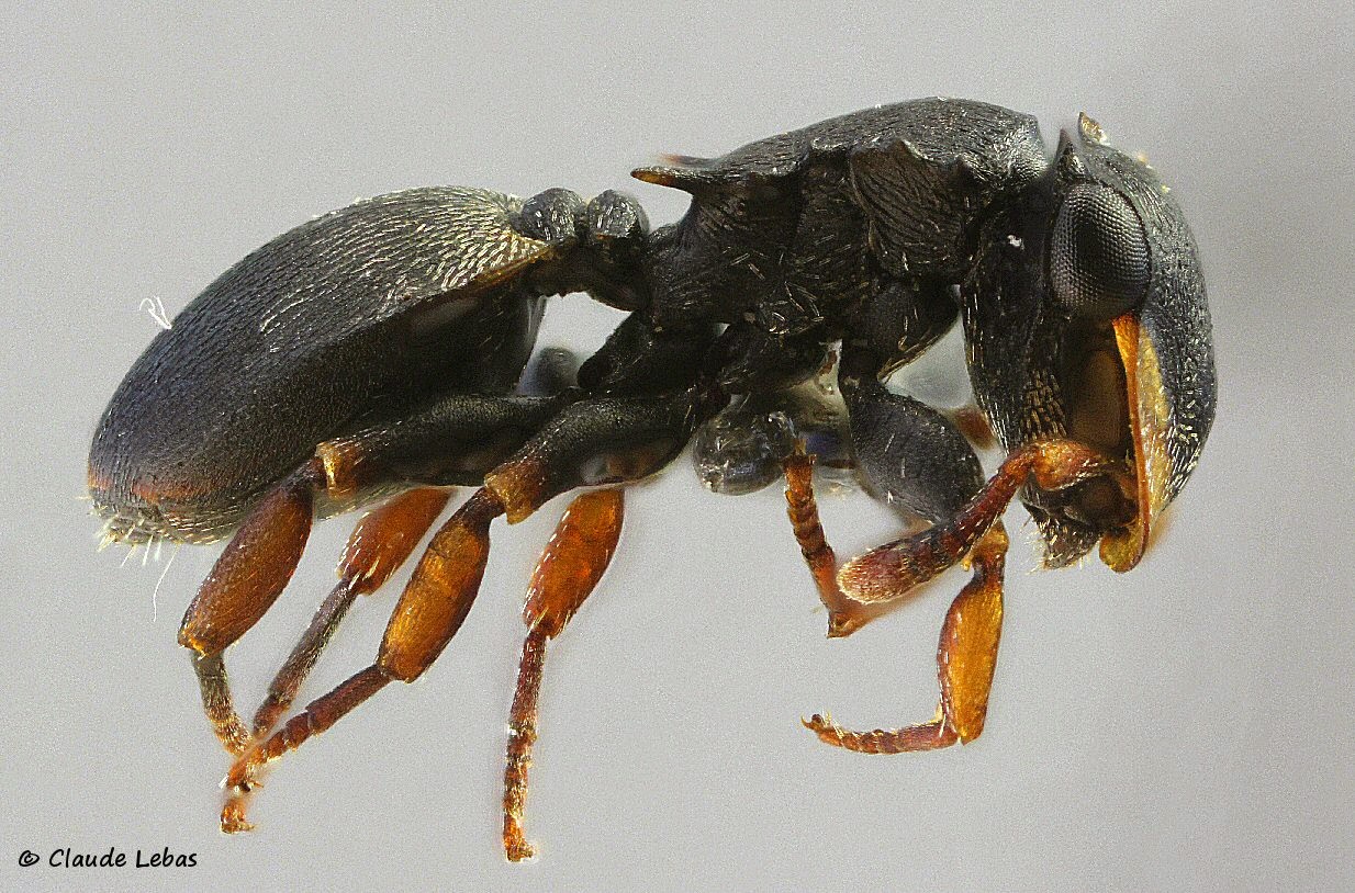 fourmis du Honduras Cephalotes minutus