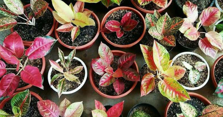 Budidaya Tanaman Hias Aglaonema Mudah Dan Menguntungkan Blog Ragam Info Ulasan Tips Dan Trik Hobi Dan Hal Menarik Dan Inspiratif Lainnya