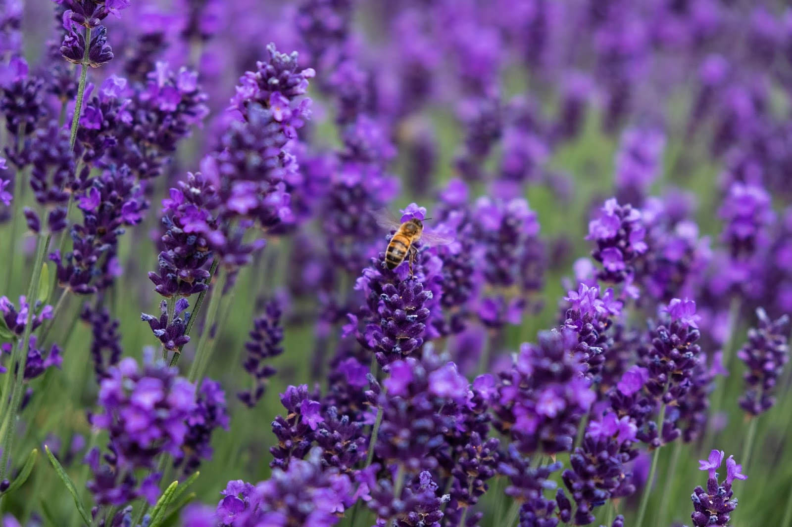 Afbeeldingsresultaat voor lavendel