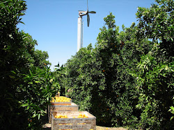 California Oranges