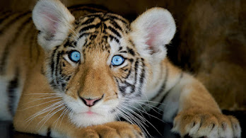 Tiger Wallpapers 4K HD