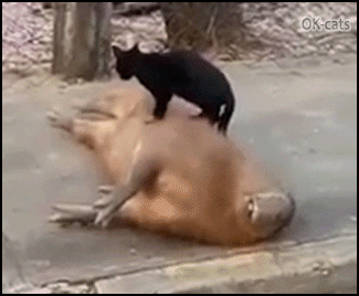 Crazy cat GIF • Meanwhile in Brazil, cats are massaging big Capybaras in the street! Crazy cat GIF • Meanwhile in Brazil, cats are massaging big Capybaras in the street!