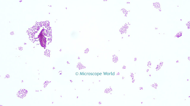 Microscopy image of Salmonella at 400x using a plan semi apochromat fluor objective lens.