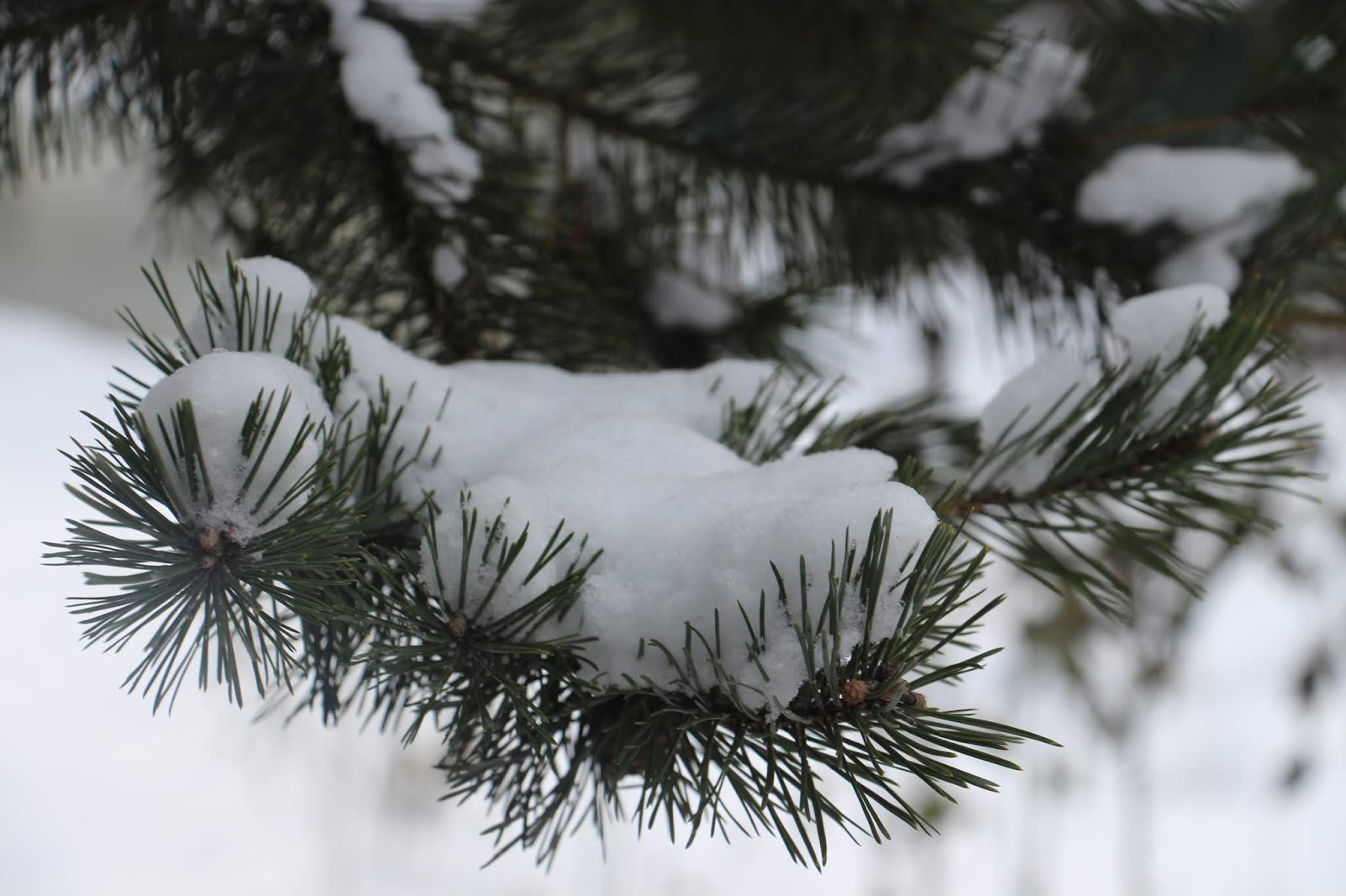 зима проходит