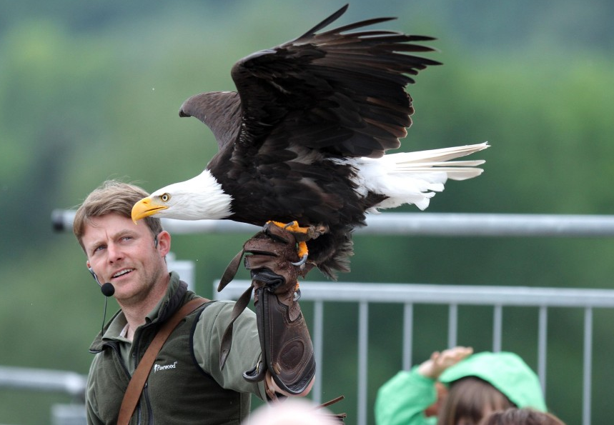 Adler auf der Adlerwarte Berlebeck