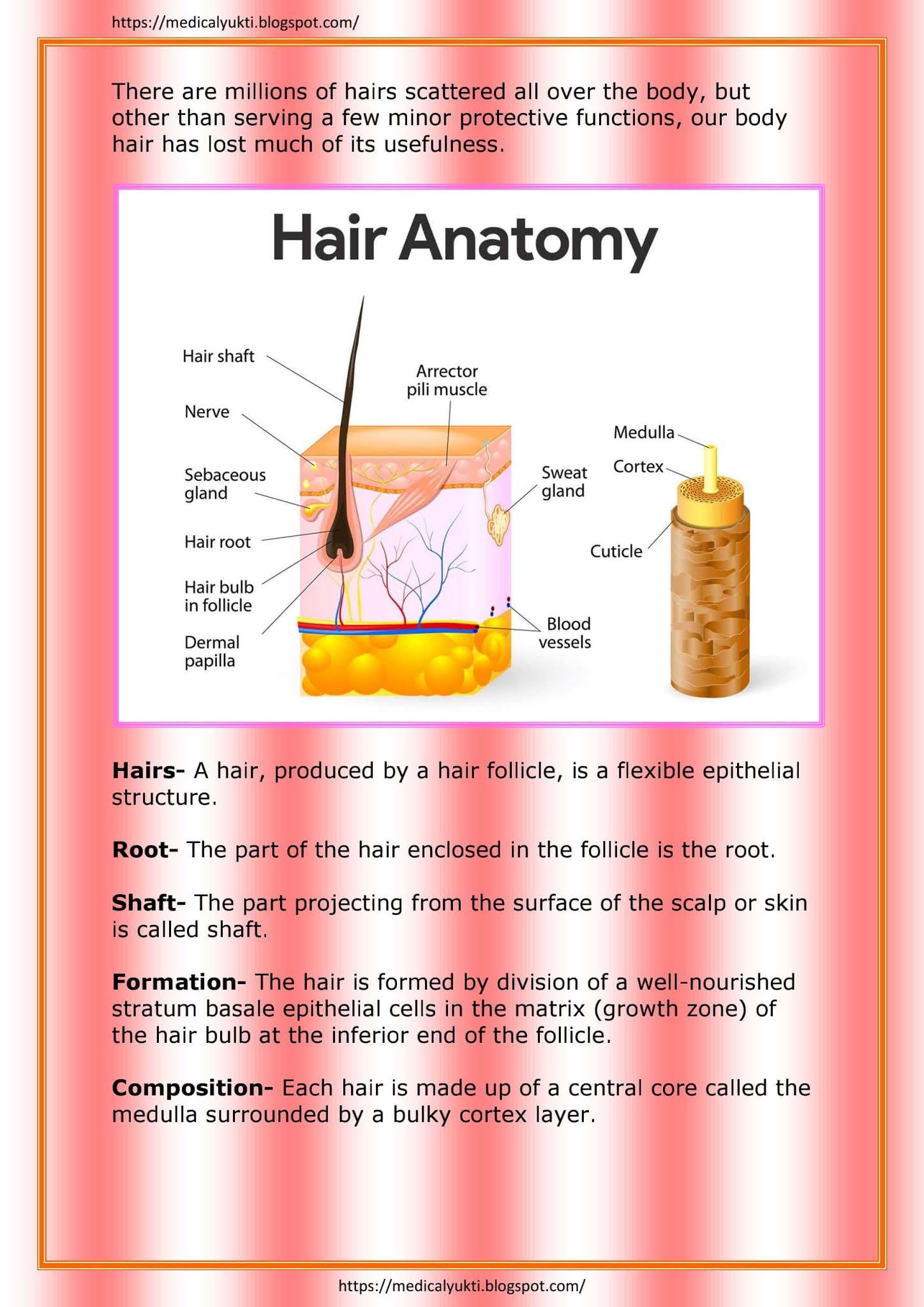 Integumentary System Anatomy Physiology - Medical Yukti
