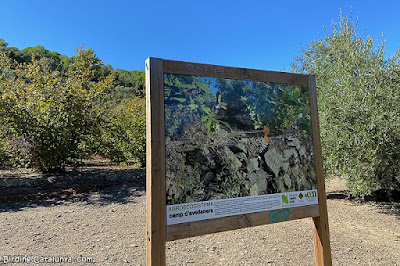 Camp d'avellaners, molt típic del Baix Camp