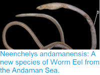 https://sciencythoughts.blogspot.com/2016/03/neenchelys-andamanensis-new-species-of.html