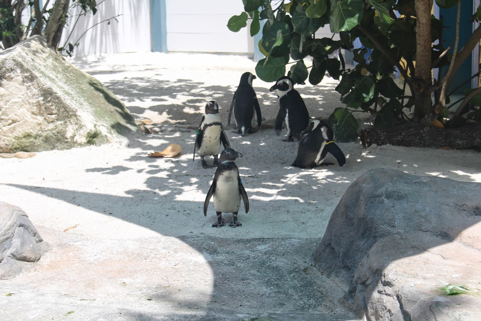 Lowry-Park-Zoo-Tampa