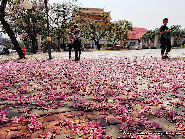 Ipês em Chiang Mai - disfarçando o calor com belas visões.
Lembrança da UNICAMP...