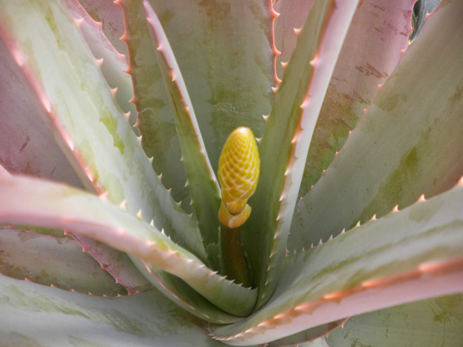 La Basque Bondissante: Aloe vera en flor