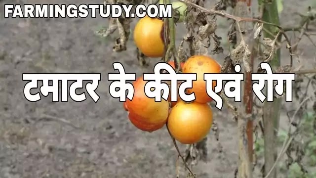 टमाटर में लगने वाले कीट एवं  रोगों का नियंत्रण कैसे करते है? | Farming Study