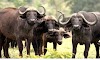 महाराष्ट्र के राष्ट्रीय उद्यान | National Park In Maharashtra