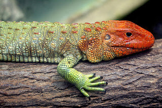 caiman lizard lizards dangerous