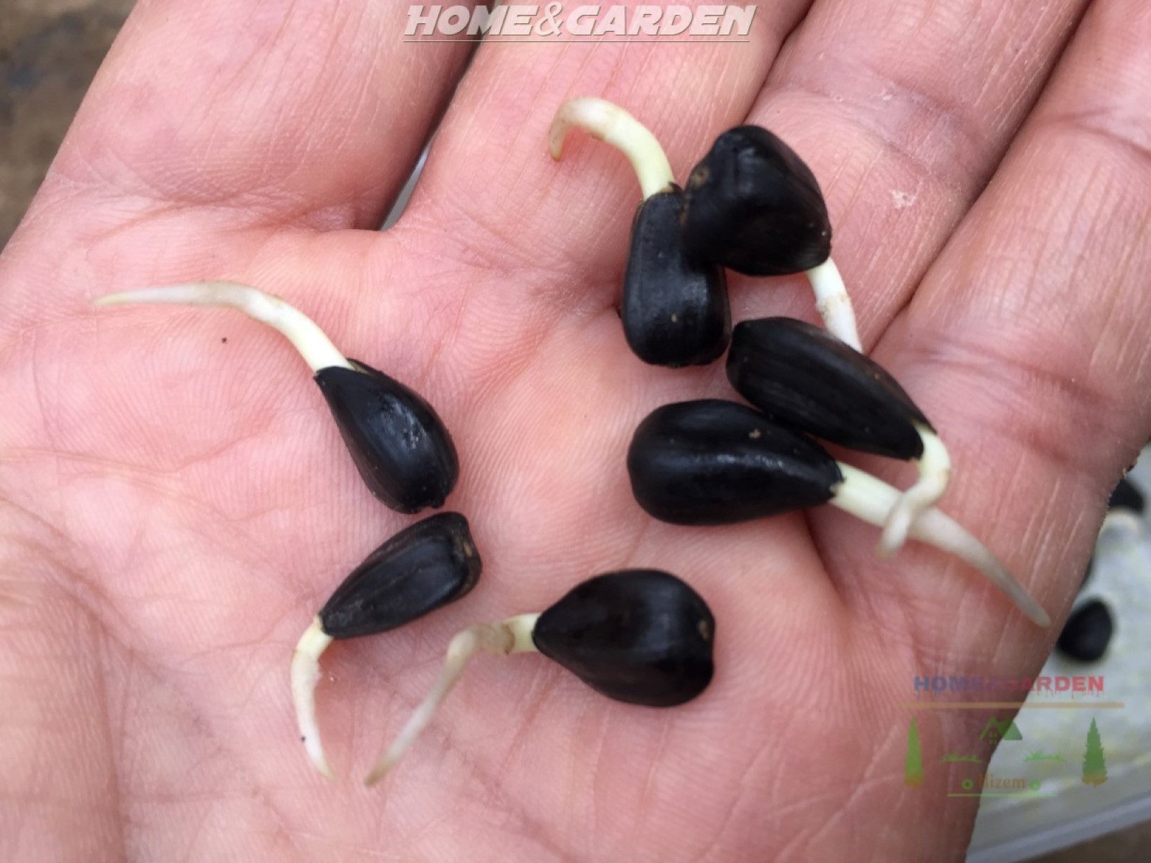 How to Start Sunflower Seeds Indoors