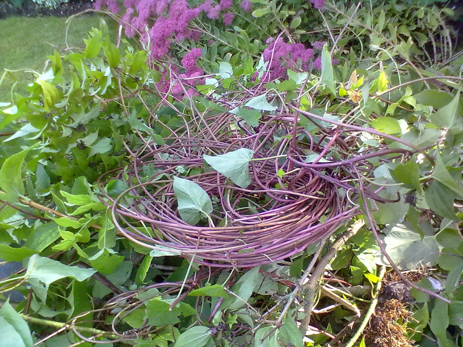 Rachel the Gardener Bindweed by the yard.