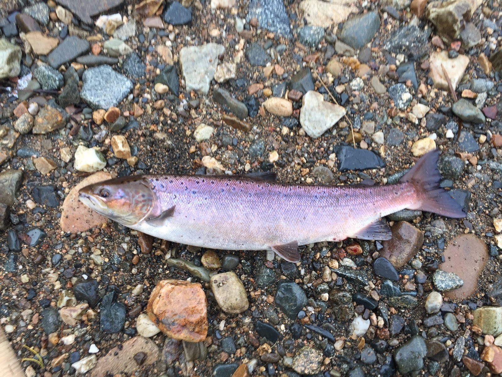 Dee & Don Salmon Fishing River Don Salmon