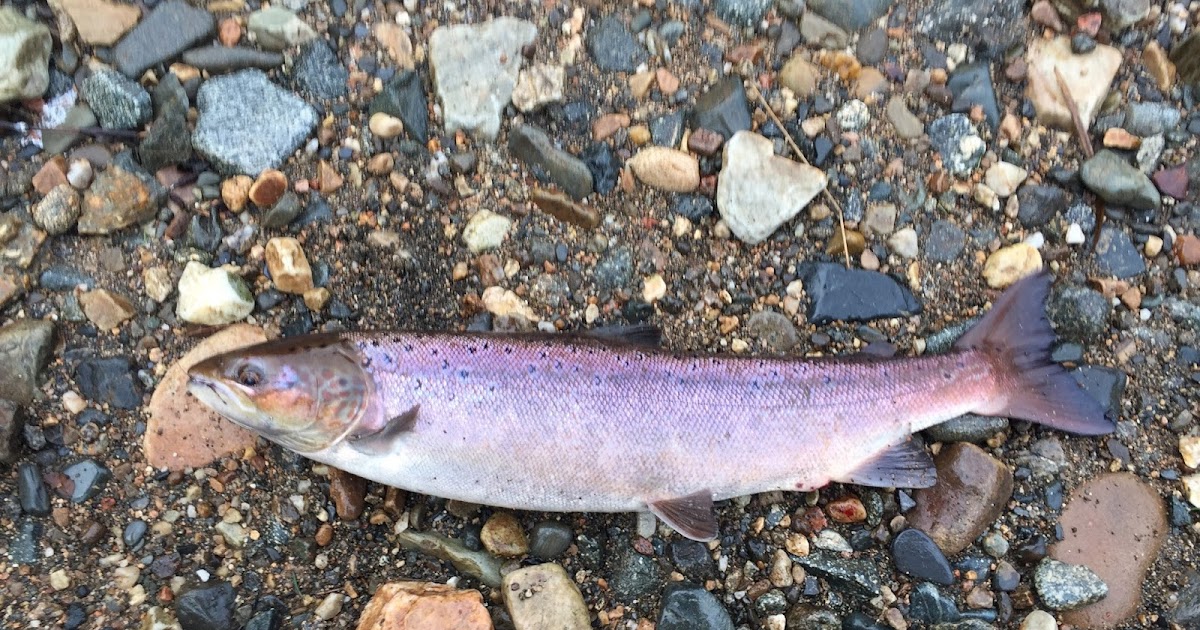 Dee & Don Salmon Fishing River Don Salmon