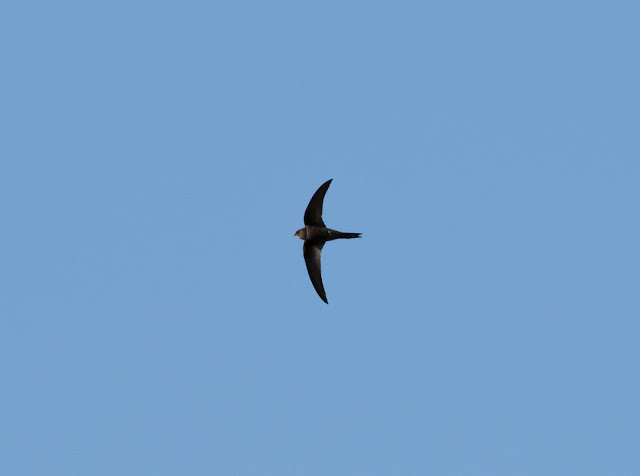 Plain Swift - Playa de las Américas, Tenerife