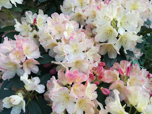 rhododendron Percy Wiseman