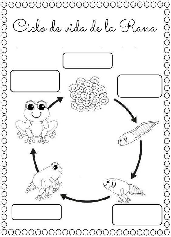 Resultado de imagen para metamorfosis de la rana