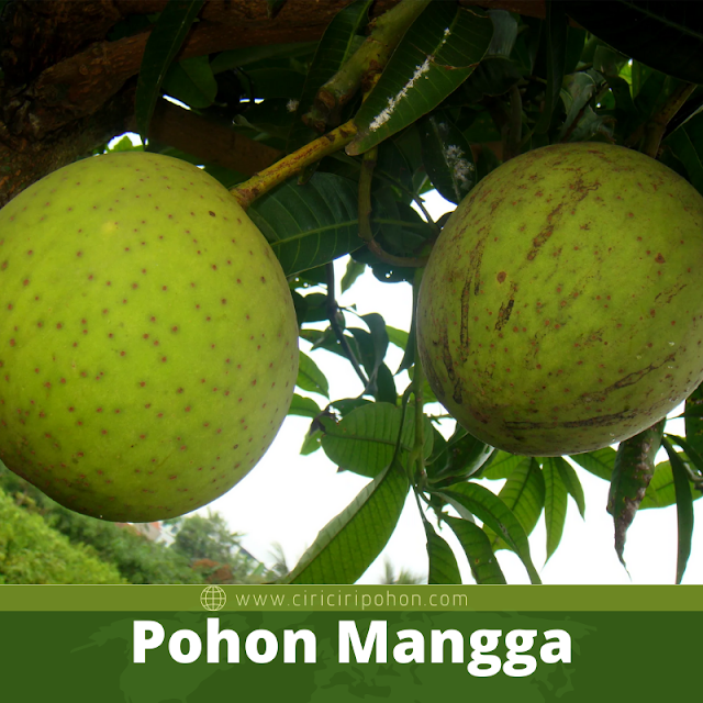 Pohon Mangga