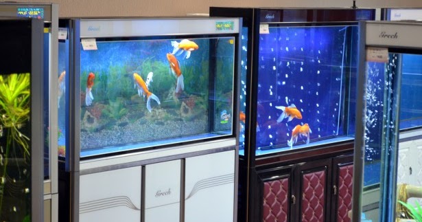Cara Cerdas Dan Praktis Merawat Aquarium Ruang Baca
