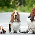 18 Things You’ll Only Understand If You Have A Basset Hound