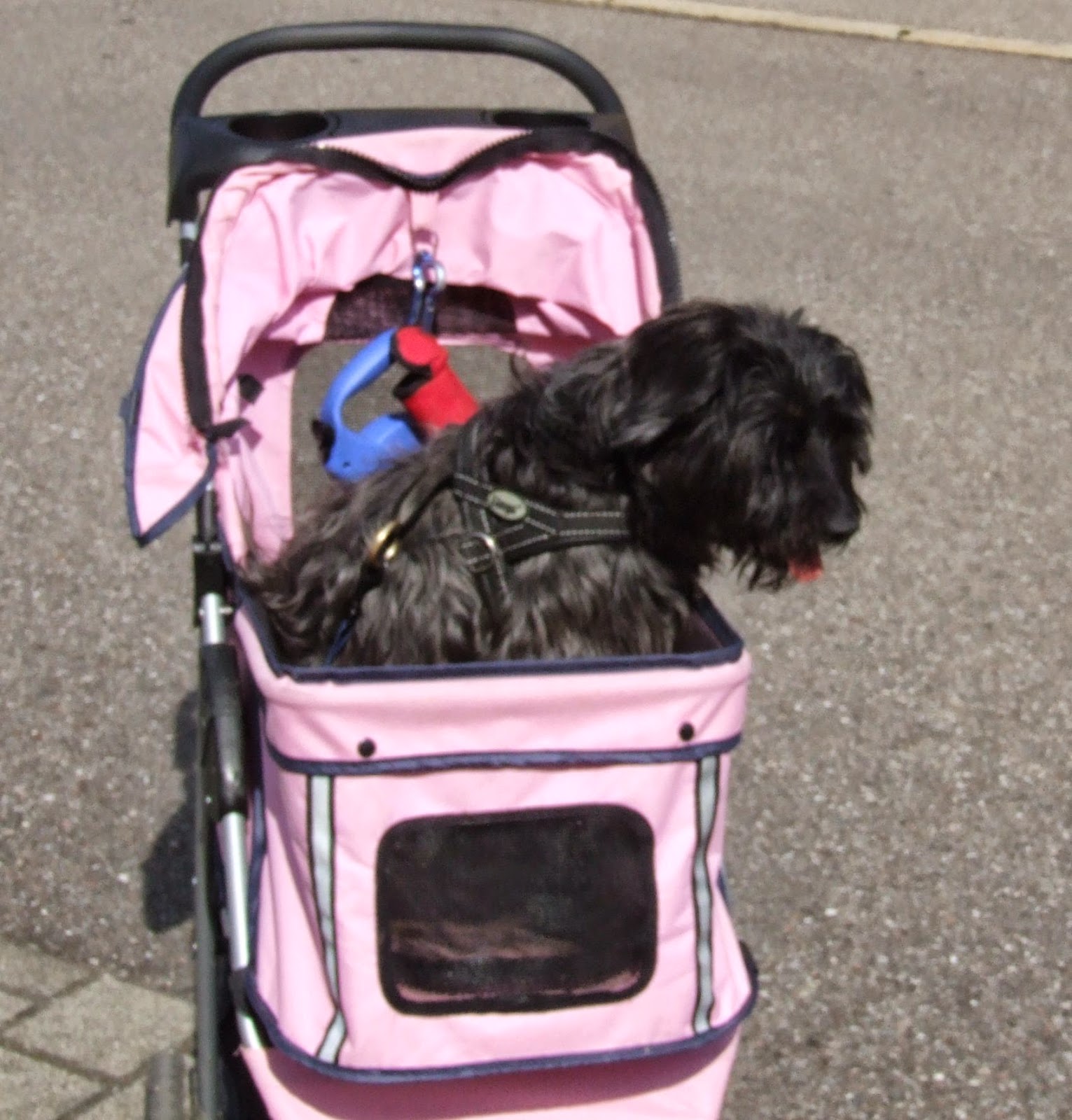 WortWoche Worte der Woche Hundeführerschein für BadenWürttemberg