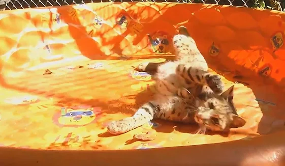 Evi a small female bobcat who escaped from captivity under strange circumstances
