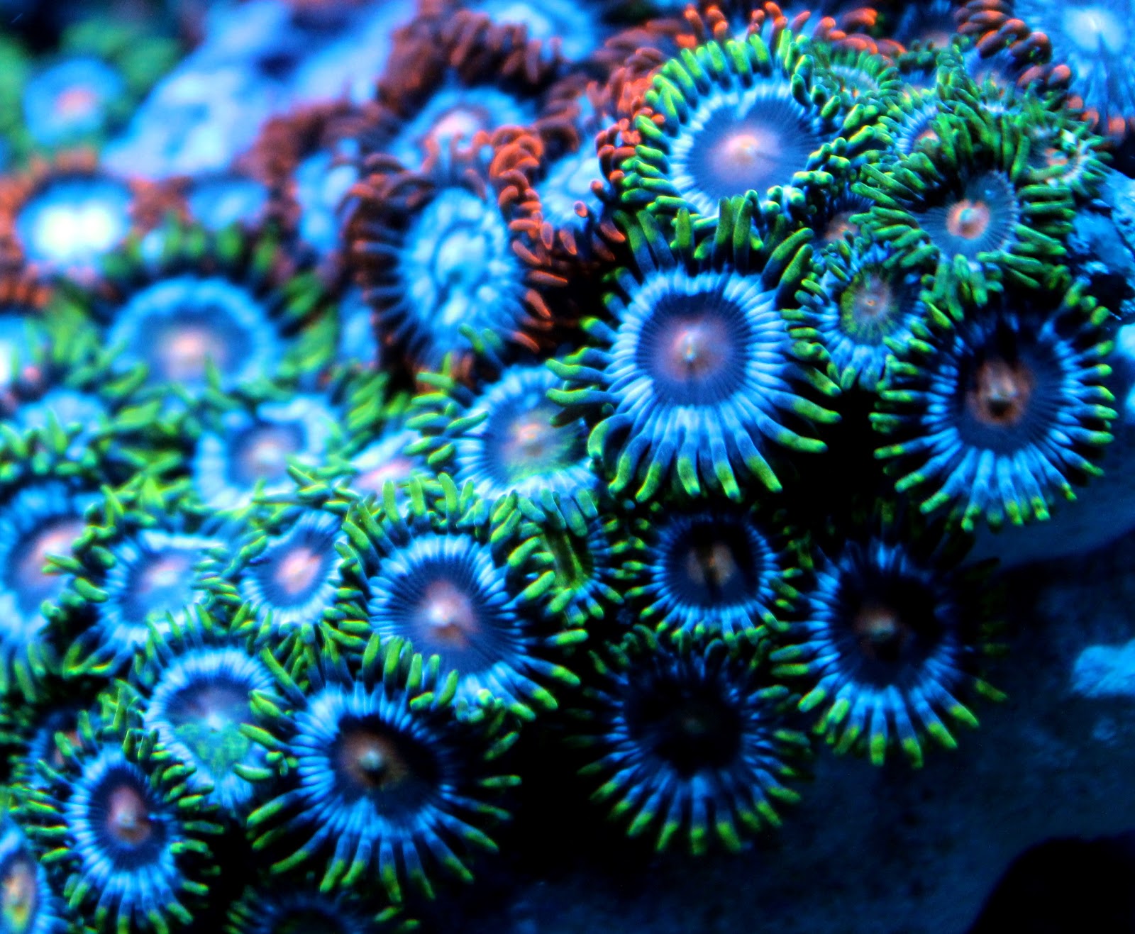 Howard`s Reef: Zoanthids