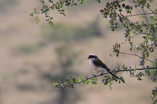 A baybacked shrike at Jayamangali Conseravation Reserve near Maidenahalli village in Tumkur district, Karnataka